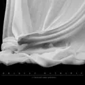 A Thousand Angry Panthers EP by Bradley Hathaway