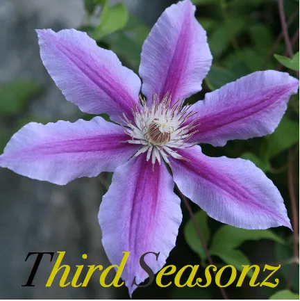 Third Seasonz Christian Music Artist Profile