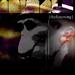"Animals Part One: Criminals & Submarine Dwellings" by The Listening