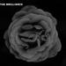 "Open Up" by The Brilliance