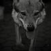 Rosco (Single)