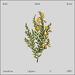Laid Down Lover (feat. Giid) (Single)
