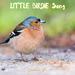 LITTLE BIRDIE Song