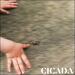 Cicada (Single)