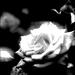 Alabaster Box (feat. Nicole Binion) (Single)