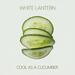 Cool as a Cucumber (Single)