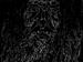 Pure Black Noise