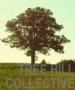 Tree Hill Collective 