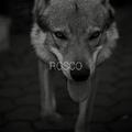 Rosco (Single) by PoetiCS  | CD Reviews And Information | NewReleaseToday