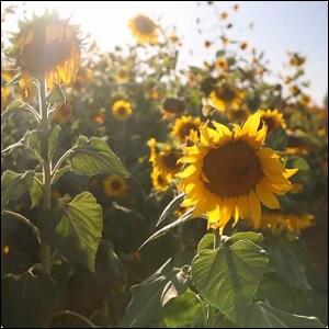 Sunflowers (feat. Vito Ot & Spencer Boliou) (Single) by Kurtis Hoppie | CD Reviews And Information | NewReleaseToday